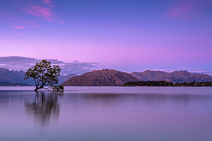 tree in the middle of the body of water across mountain HD wallpaper