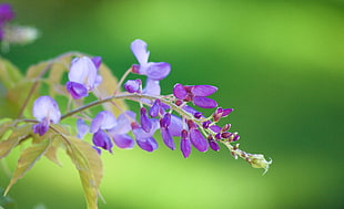 closeup photography purple cluster flowers