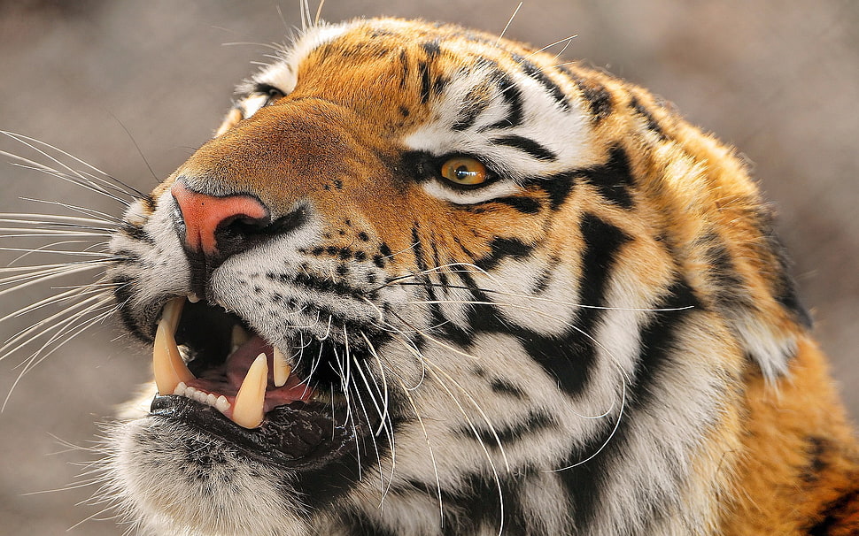 brown and black tiger HD wallpaper