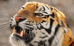 brown and black tiger