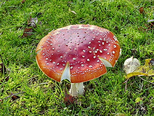 red and orange mushroom HD wallpaper