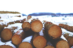 brown logs, snow, wood, nature, winter HD wallpaper