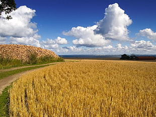 brown wheat field during daytime