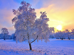 frozen white and black tree HD wallpaper
