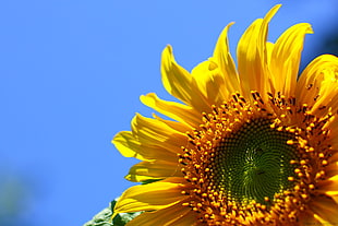 close photo of sunflower HD wallpaper