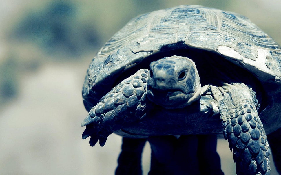 gray tortoise in closeup photo HD wallpaper