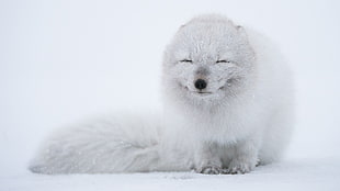 white animal, arctic fox, animals