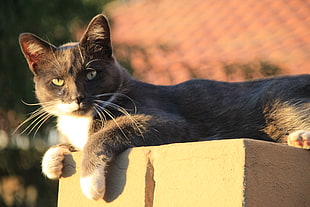 selective focus of cat on concrete slab
