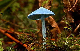 blue mushroom on tree