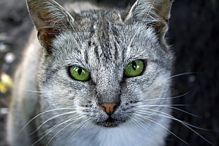 close up photo of silver tabby cat