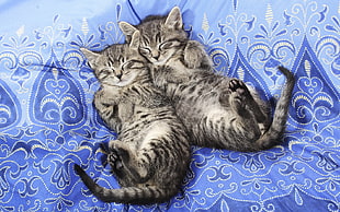 two brown tabby kittens lying on blue floral textile