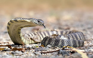 black and brown snake, snake, reptiles, Australia, cobra  HD wallpaper