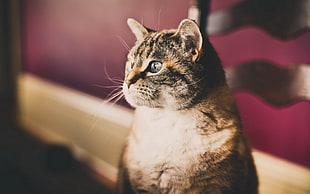 brown and white cat