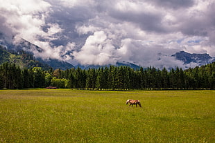 brown horse on green grass field during daytime HD wallpaper