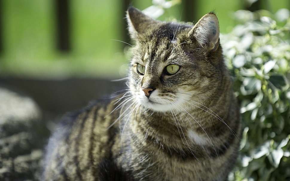 silver tabby cat photo HD wallpaper