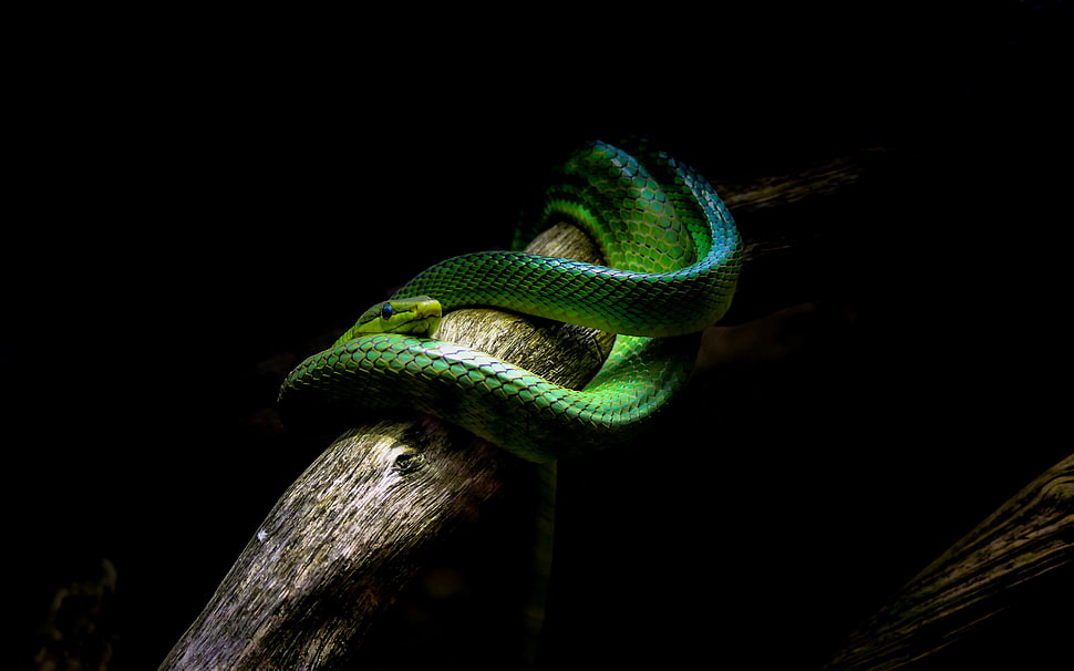 photo of green snake HD wallpaper
