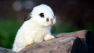 white rabbit, baby animals, rabbits, nature HD wallpaper