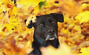 black Labrador retriever surrounded by withered leaf in focus photography
