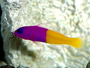purple and white fish