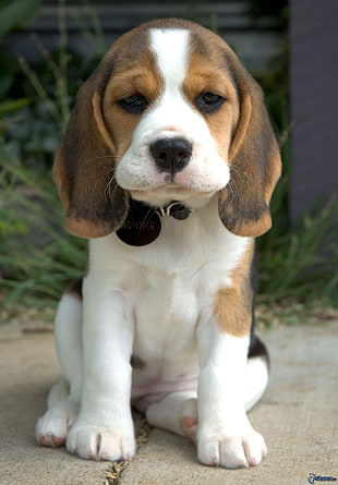 tri-color beagle puppy, dog