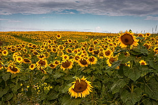 field of Sun Flowers panoramic photography HD wallpaper