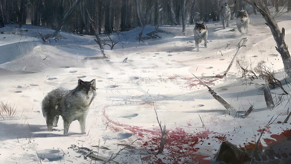gray wolf, wolf, winter HD wallpaper