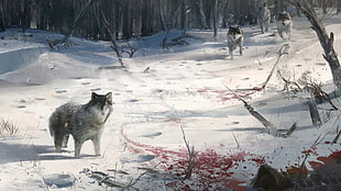 gray wolf, wolf, winter