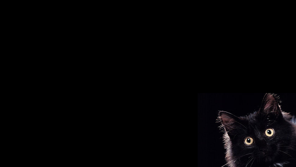 black cat, cat HD wallpaper