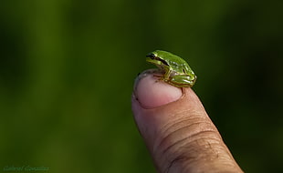 green frog on human finger, hyla arborea, san antonio