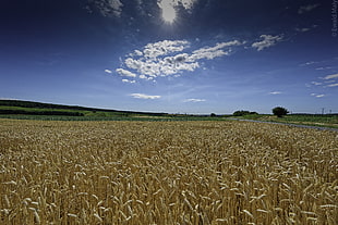 cummulus clouds under blue sky during daytime, wheatfield