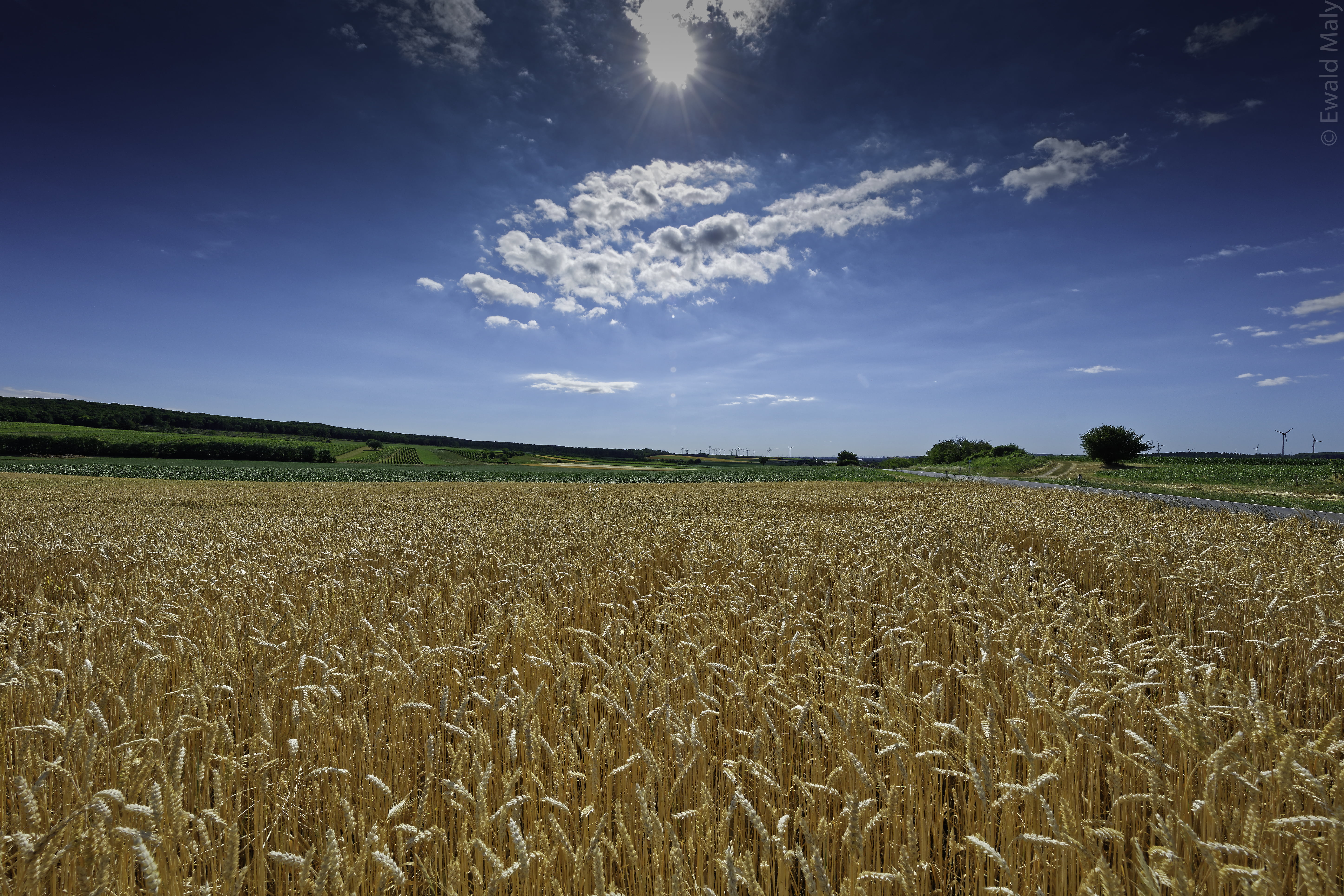 Четыре поля имеют. Гелио ПАКС пшеничное поле. Пшеница. Бескрайние поля пшеницы. Поле зерна.