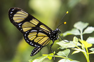 black and yellow butterfly HD wallpaper