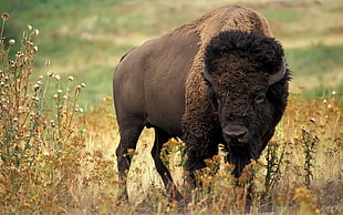 shallow focus photo of bison HD wallpaper