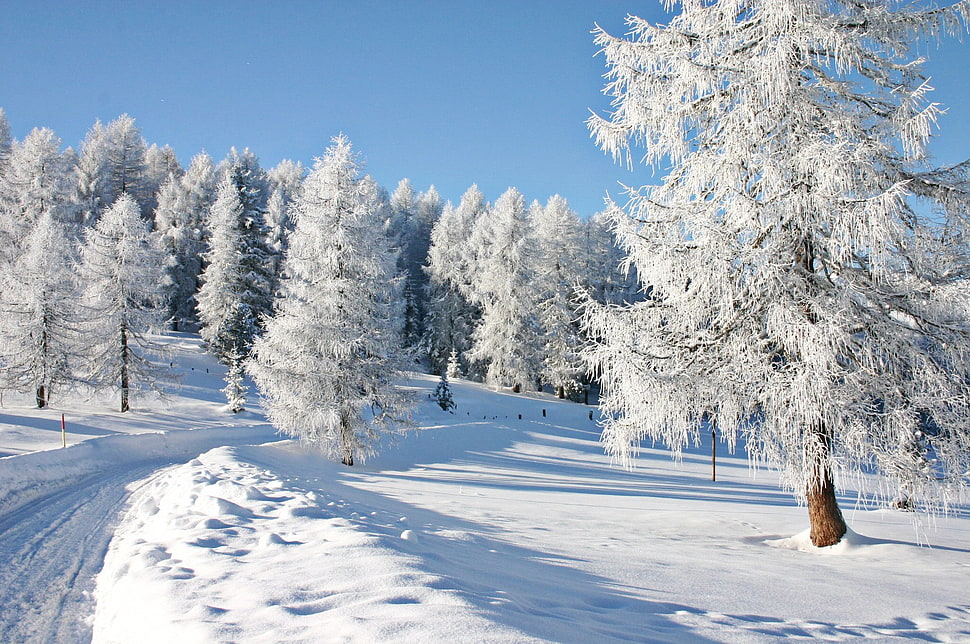 blue and white concrete building, snow, trees HD wallpaper