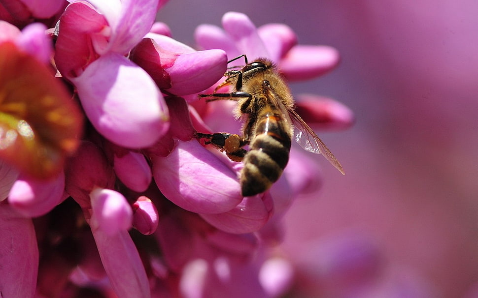 yellow and black honeybee perched on pink flower in closeup photo HD wallpaper
