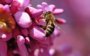 yellow and black honeybee perched on pink flower in closeup photo