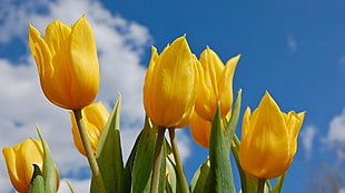 selective focus photography of yellow Tulip flowers