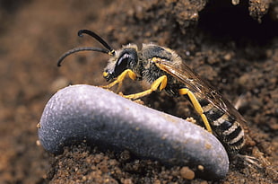 close-up photography of black and yellow insect