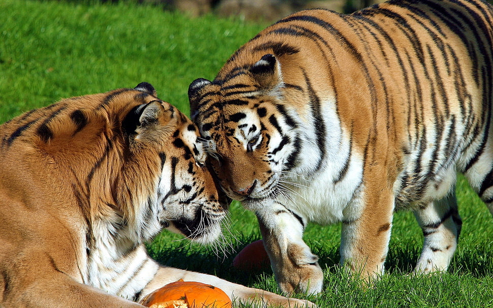 two tiger cuddling on green grass field HD wallpaper