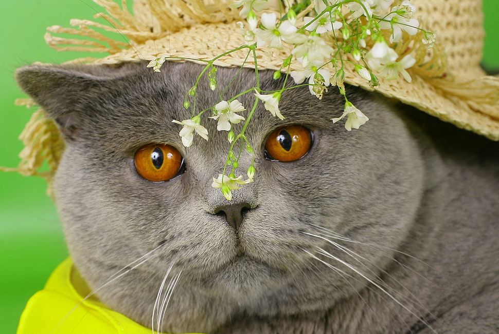 gray cat HD wallpaper