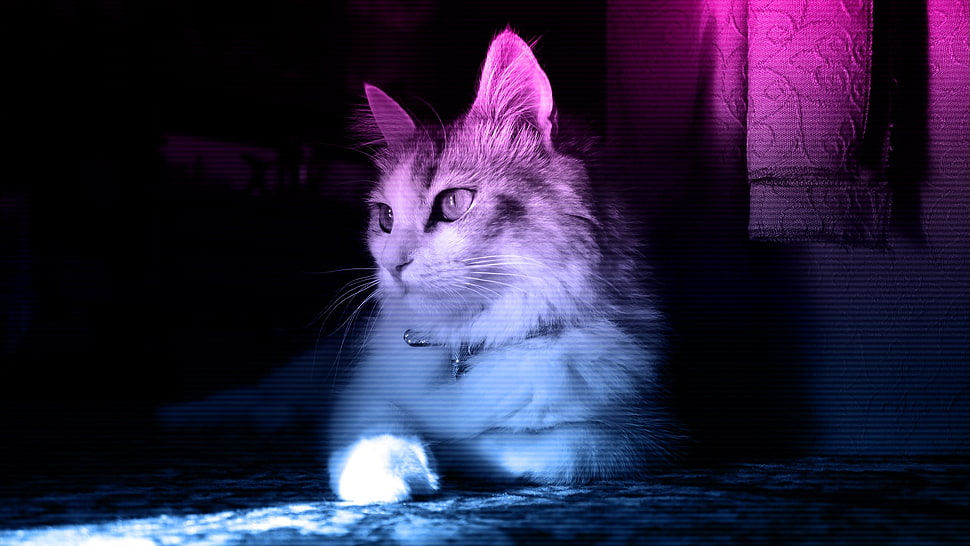 short-haired gray and white cat, cat, neon HD wallpaper