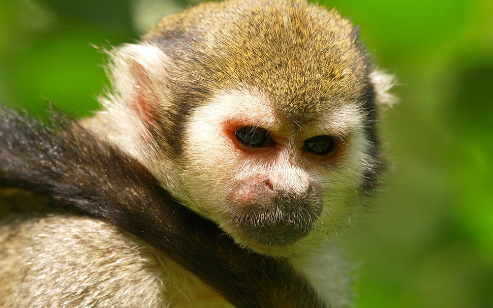 brown and white monkey HD wallpaper