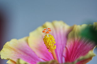 pink and yellow Hibiscus selective focus photography HD wallpaper