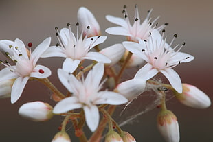 selective focus of white petaled flowers