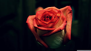 red rose flower, rose, red