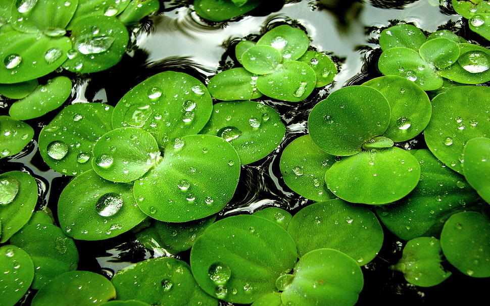 green leaves on water photo HD wallpaper
