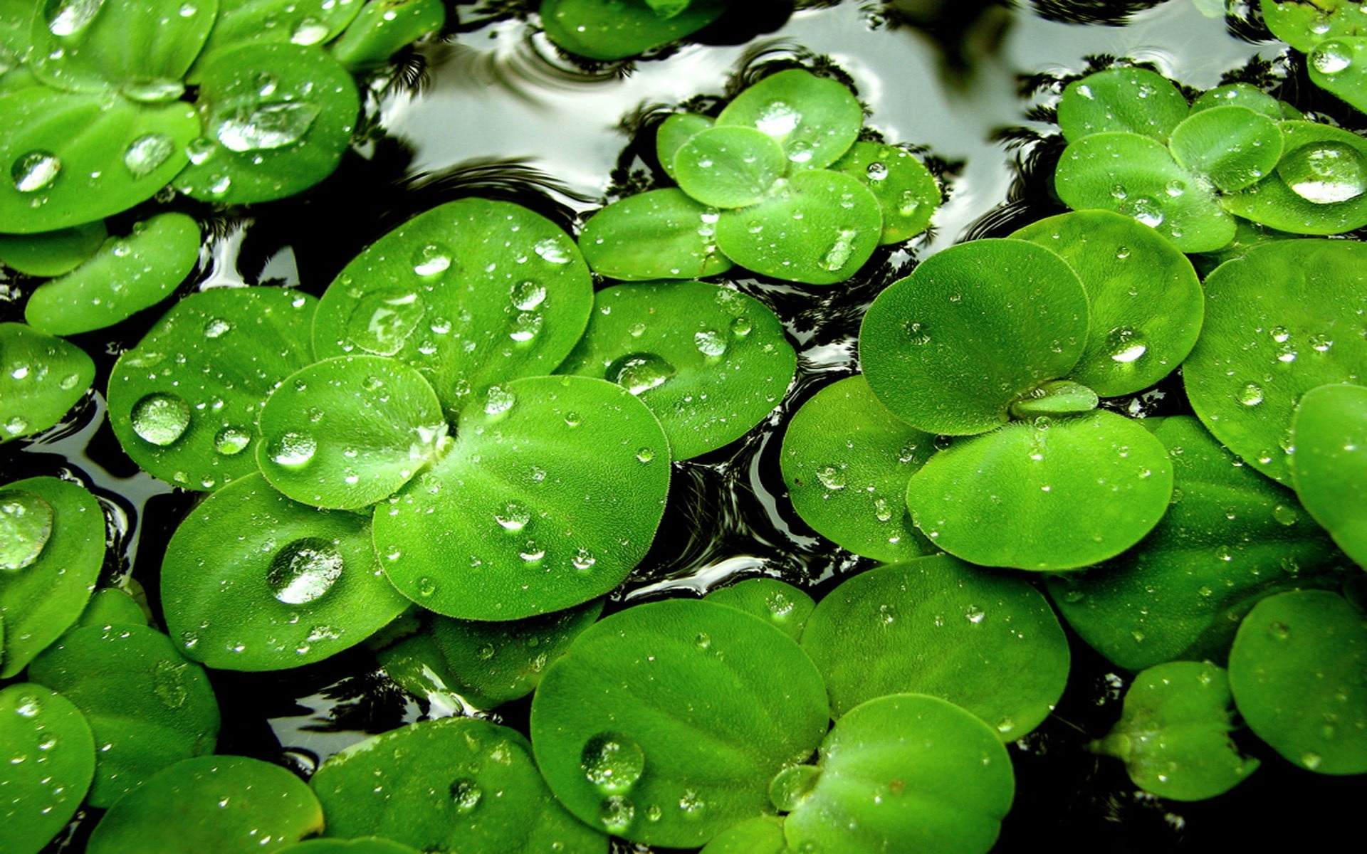 green leaves on water photo