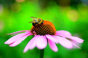 selective focus photo of brown bee on Coneflower, bumble bee HD wallpaper
