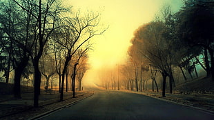 gray asphalt road, mist, trees, sunset, street