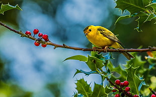 yellow bird, birds, animals, finches, fruit HD wallpaper
